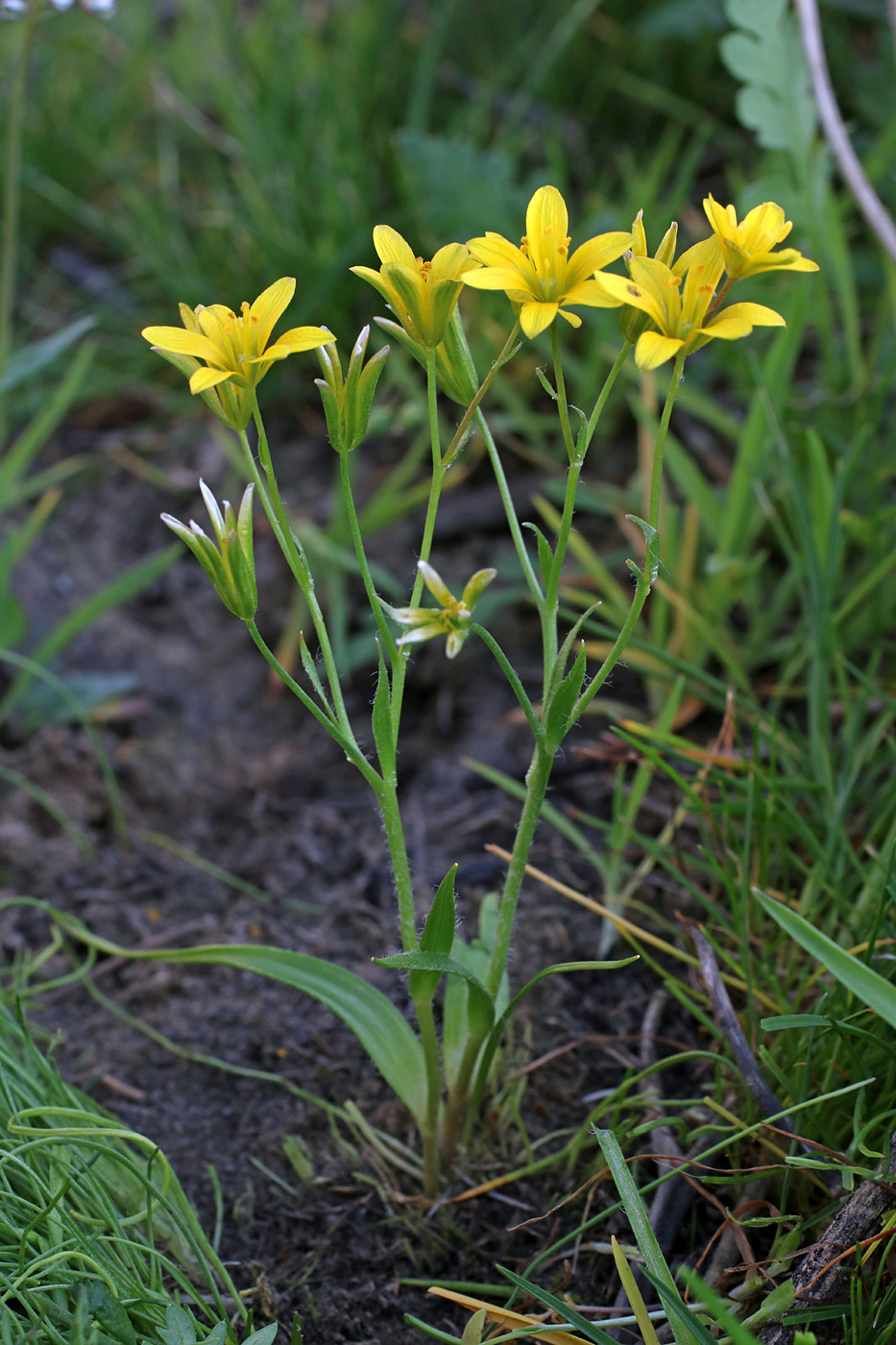 Image of Gagea tenera specimen.