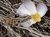 Crocus laevigatus