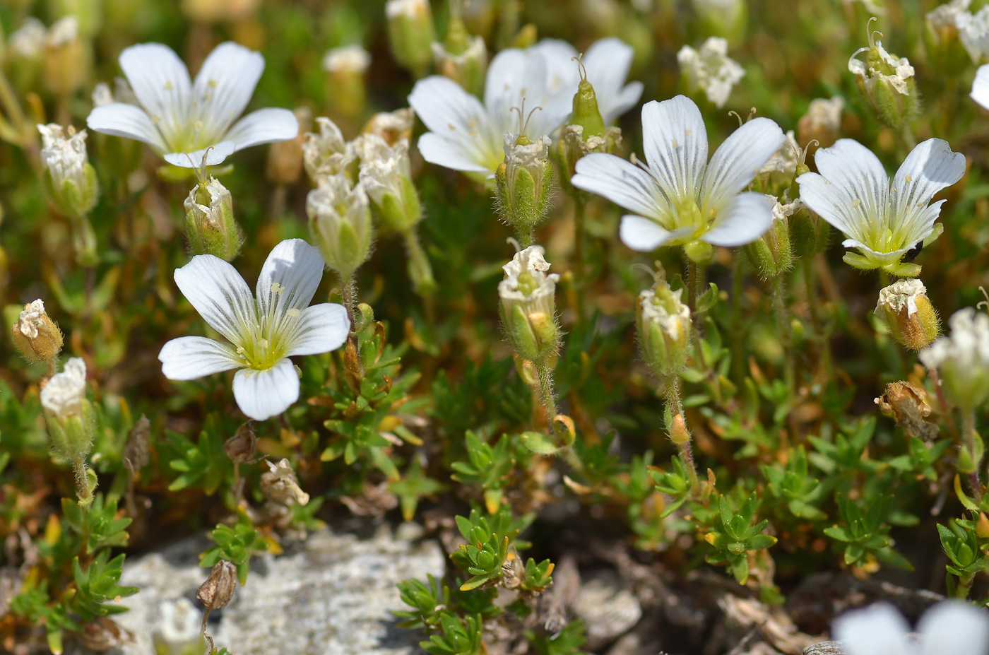 Image of Minuartia imbricata specimen.