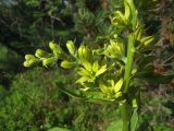 Veratrum oxysepalum