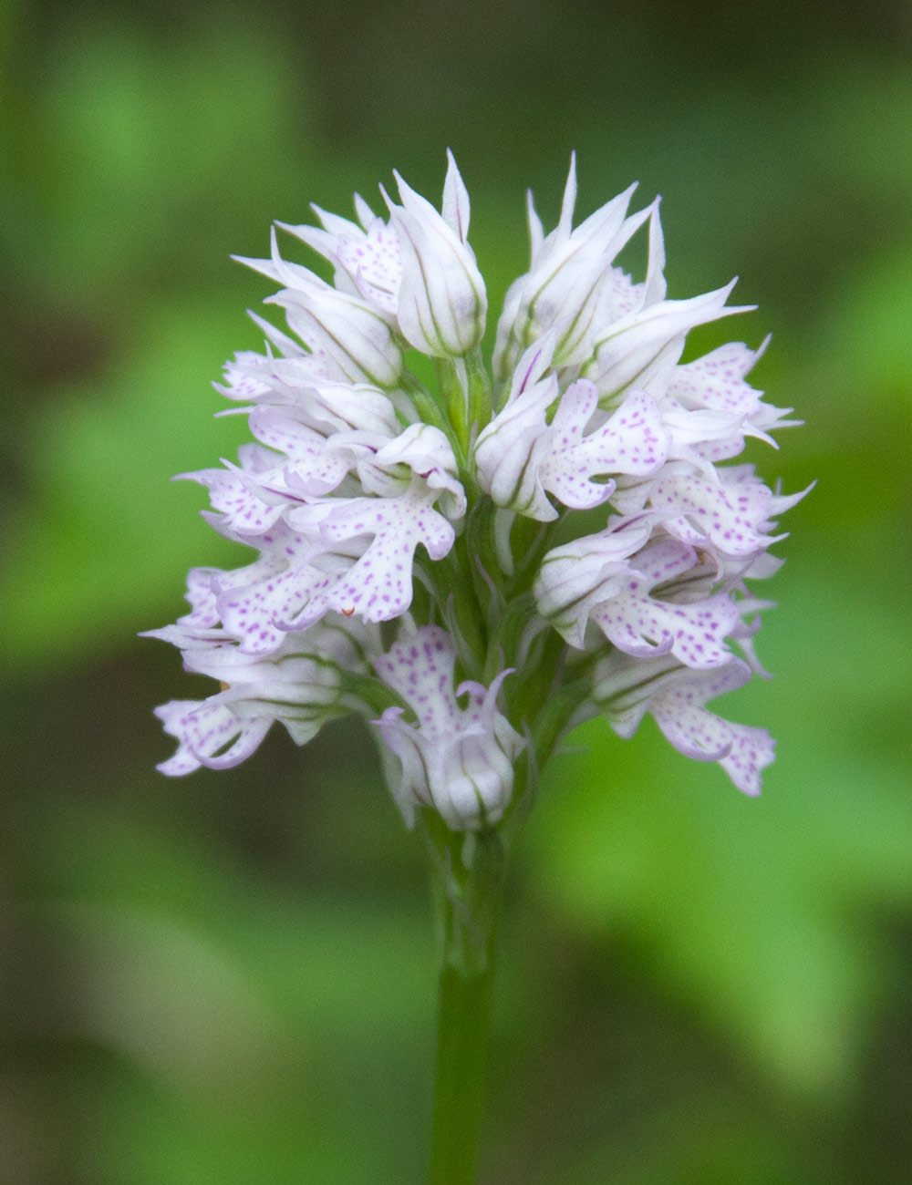 Изображение особи Neotinea tridentata.