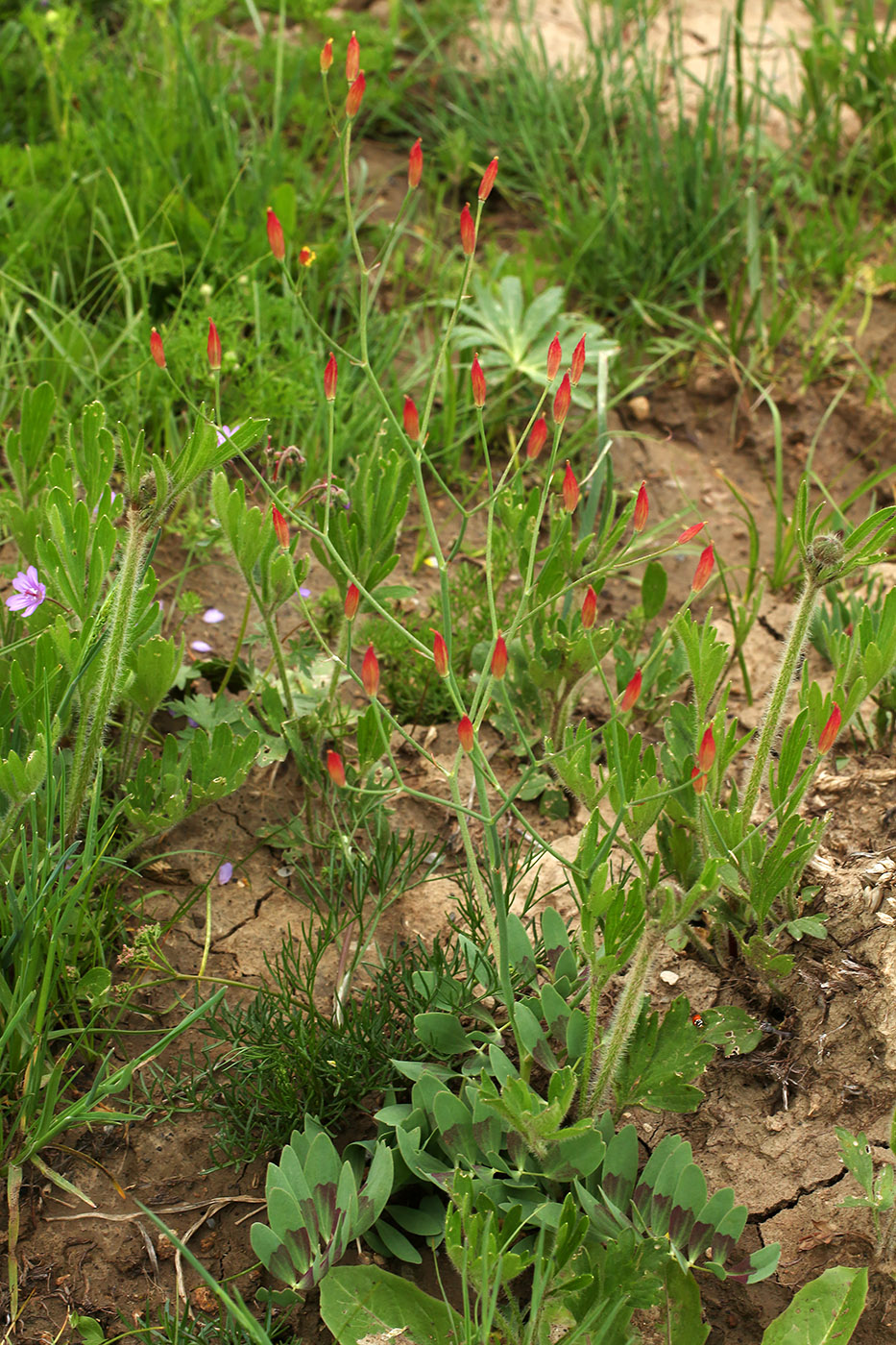 Изображение особи Bongardia chrysogonum.