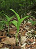 Cypripedium calceolus. Вегетирующие растения. Крым, Бахчисарайский р-н, окр. с. Соколиное, лиственный лес. 25 мая 2019 г.