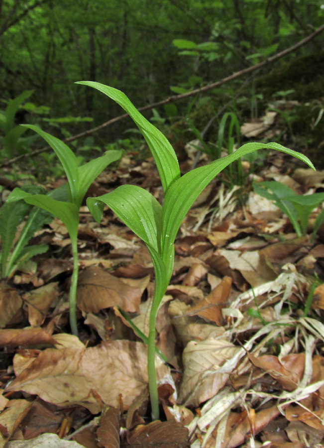 Изображение особи Cypripedium calceolus.