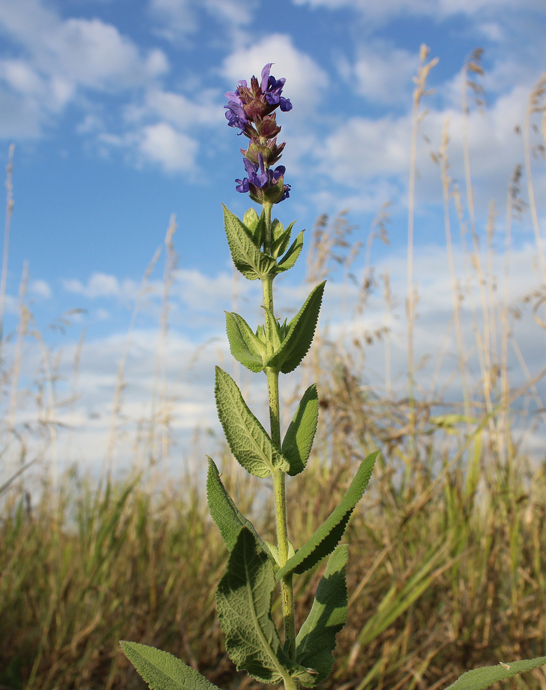 Изображение особи Salvia deserta.