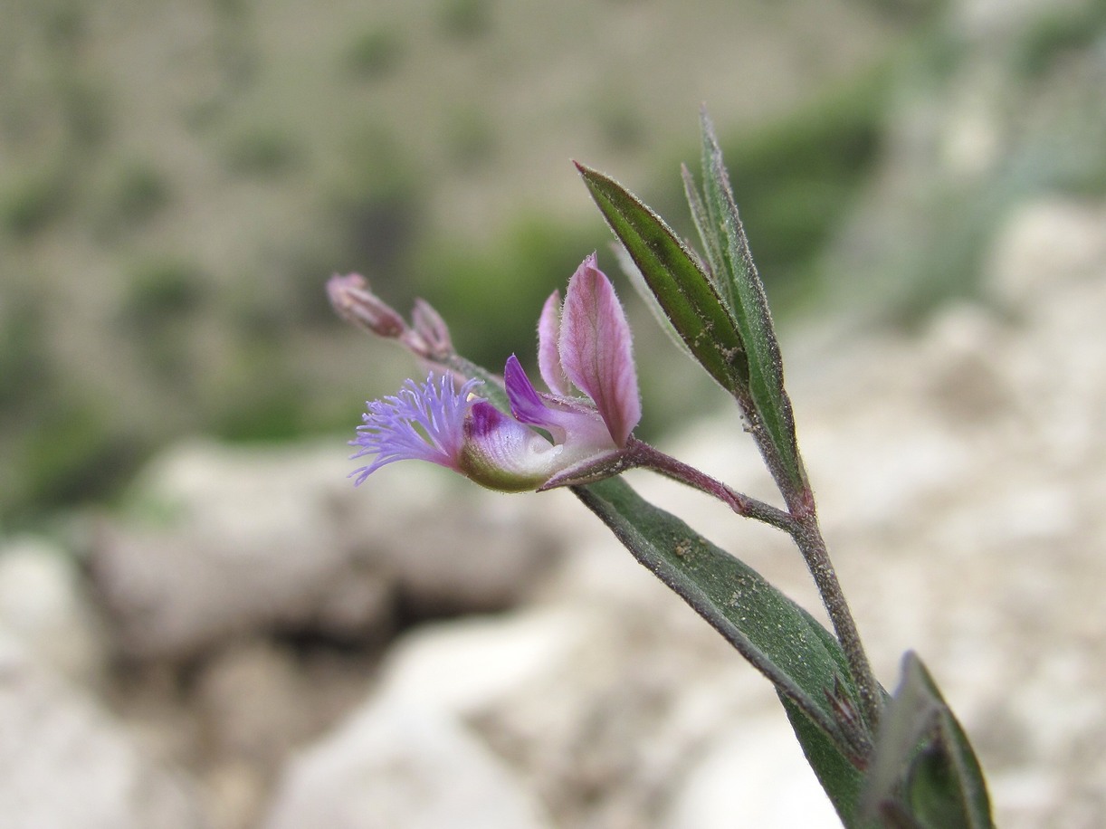 Image of Polygala sosnowskyi specimen.