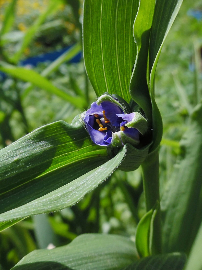 Image of Tradescantia virginiana specimen.