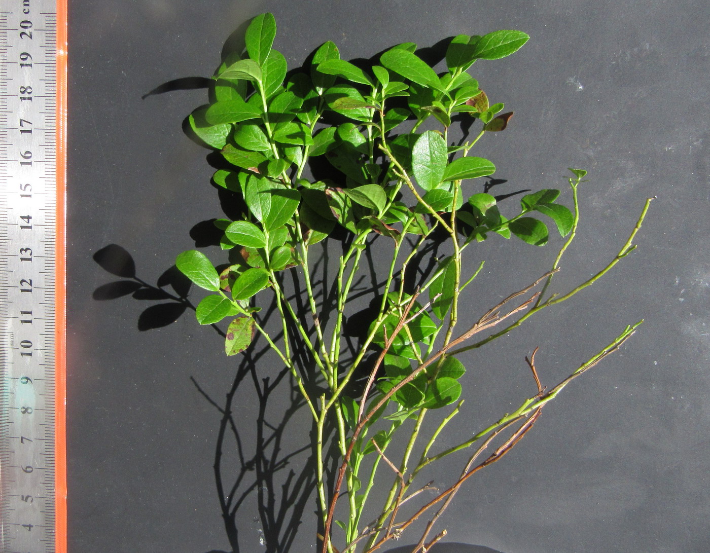 Изображение особи Vaccinium × intermedium.
