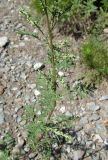 Artemisia stechmanniana. Часть побега с соцветиями в бутонах. Алтай, 24 км СЗЗ с. Акташ, долина р. Чуя, среди кустарников. 6 июля 2019 г.