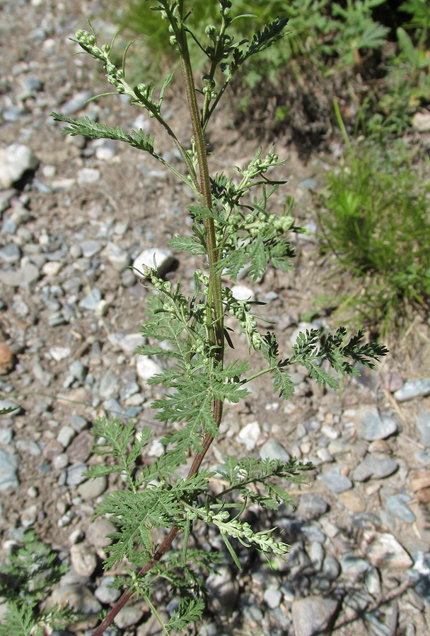 Image of Artemisia stechmanniana specimen.