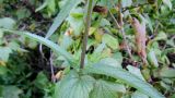 Stachys palustris