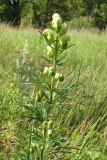 Aconitum nemorosum