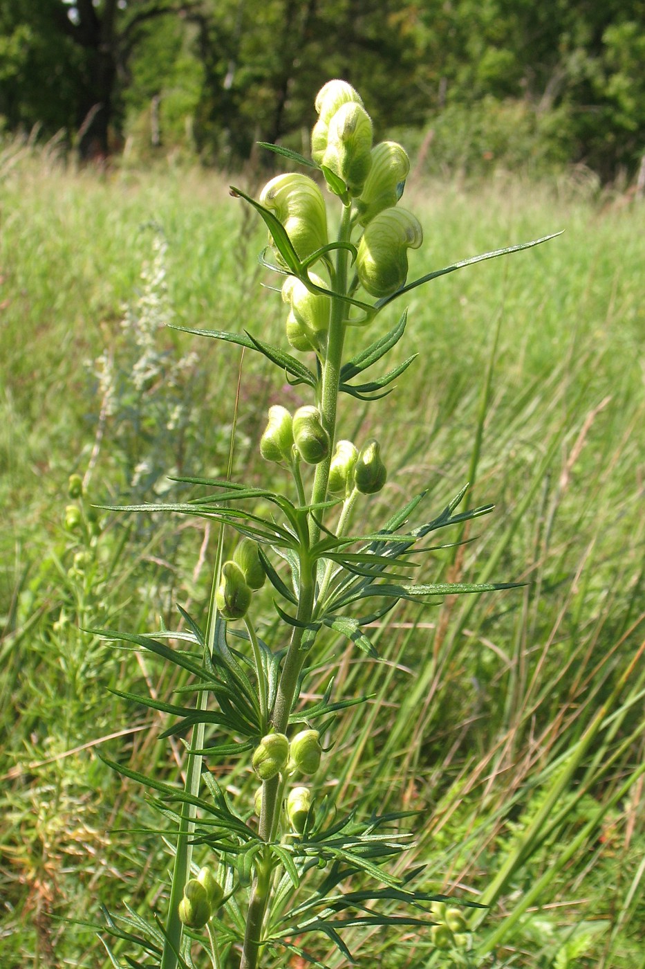 Image of Aconitum nemorosum specimen.