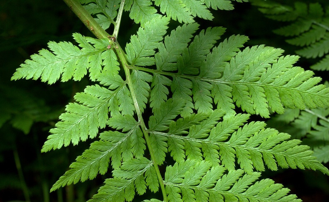 Image of Dryopteris assimilis specimen.