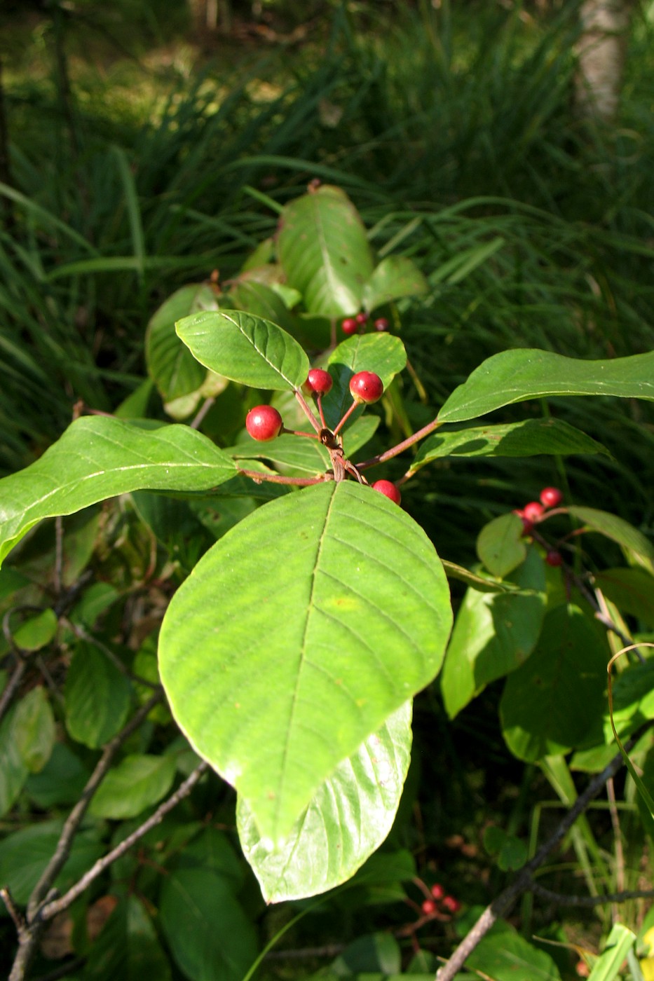 Изображение особи Frangula alnus.