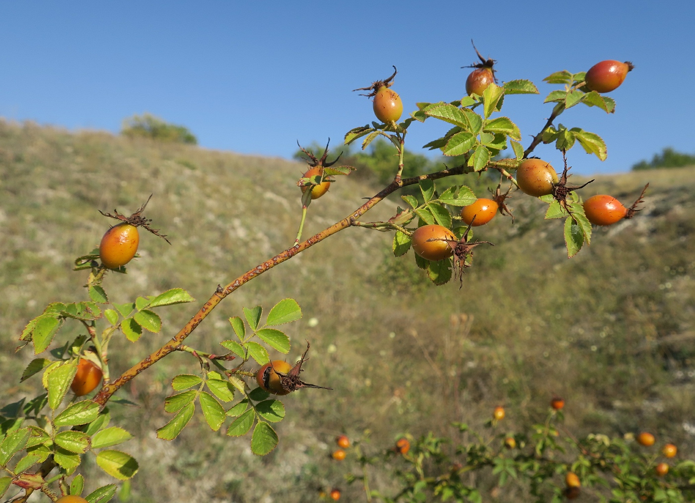 Image of Rosa rubiginosa specimen.