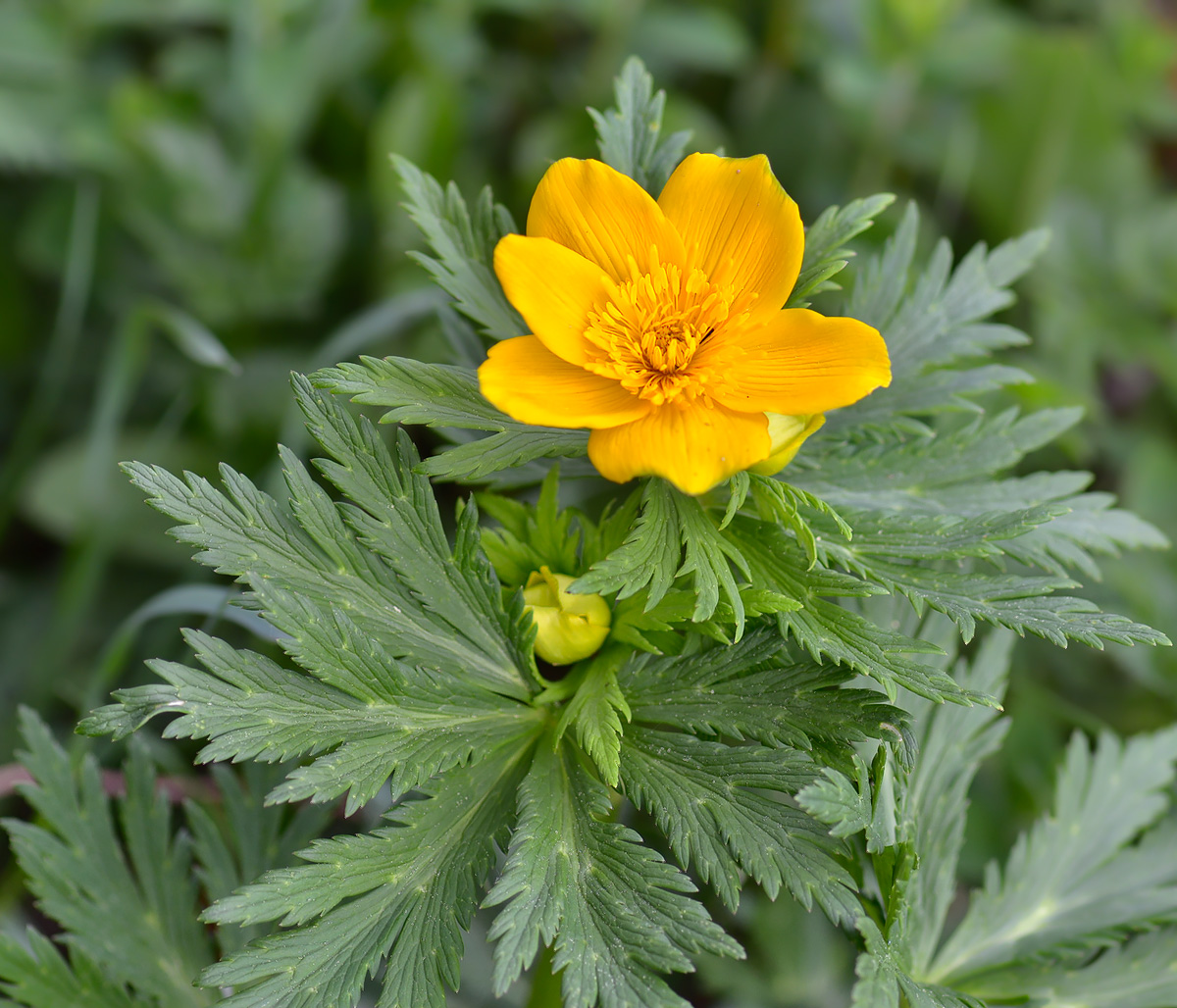 Изображение особи Trollius ranunculinus.