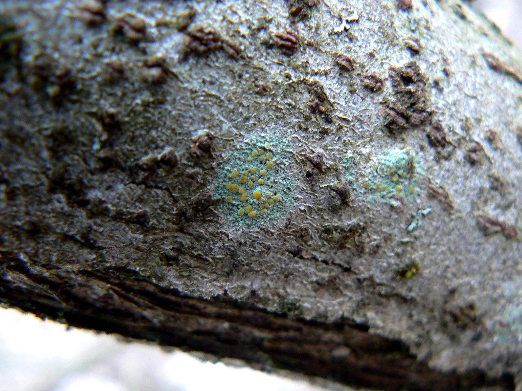 Изображение особи Lecanora symmicta.