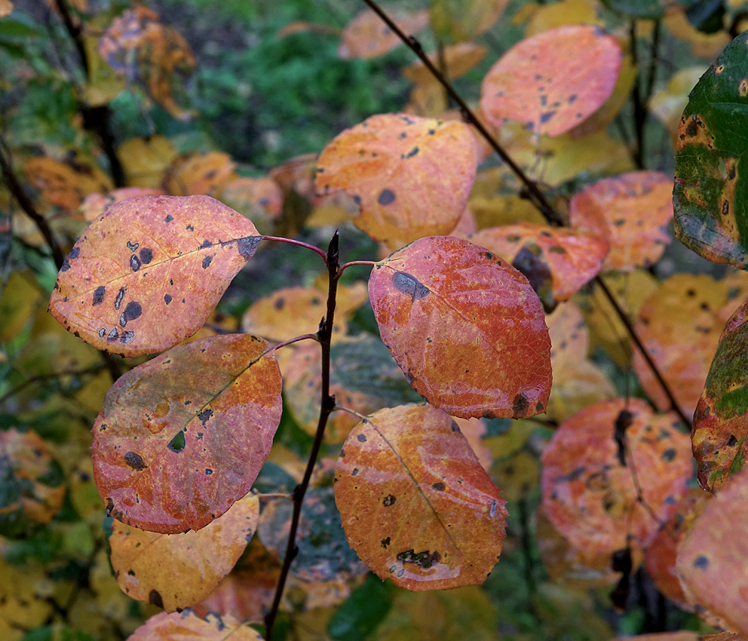 Image of Amelanchier spicata specimen.