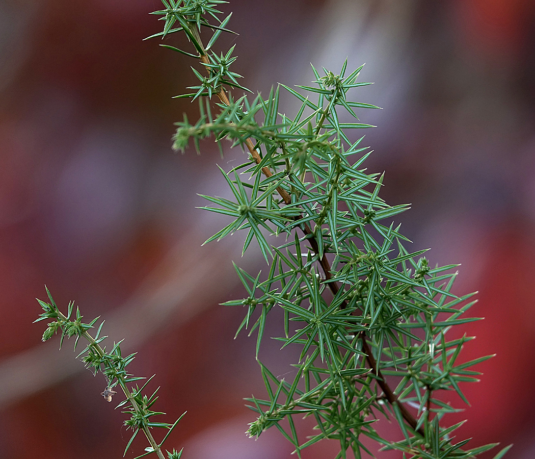 Image of Juniperus communis specimen.