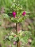 Lamium amplexicaule. Верхушка зацветающего растения. Архангельская обл., Вельский р-н, окр. пос. Усть-Шоноша. 2 июля 2010 г.