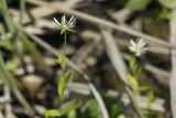 Stellaria crassifolia. Верхушка цветущего побега. Сахалинская обл., Охинский р-н, окр. г. Оха, залив Уркт, заболоченный приморский луг. 23.07.2017.