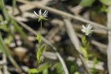 Stellaria crassifolia