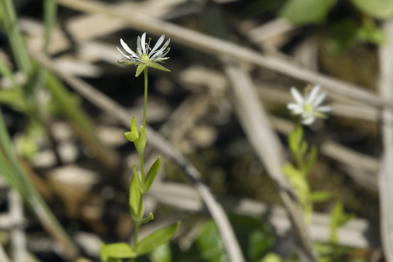 Изображение особи Stellaria crassifolia.