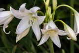 род Crinum