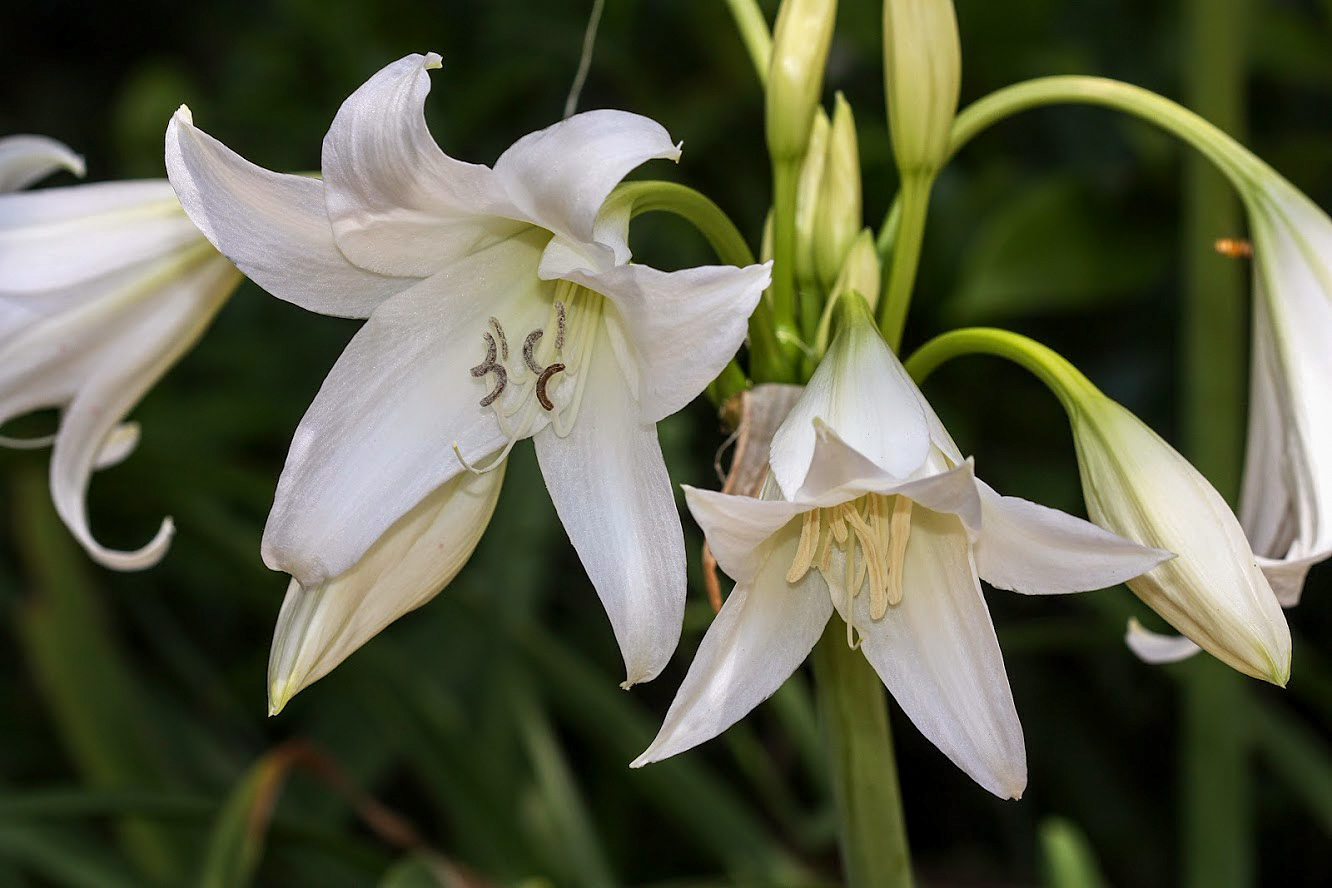 Image of genus Crinum specimen.