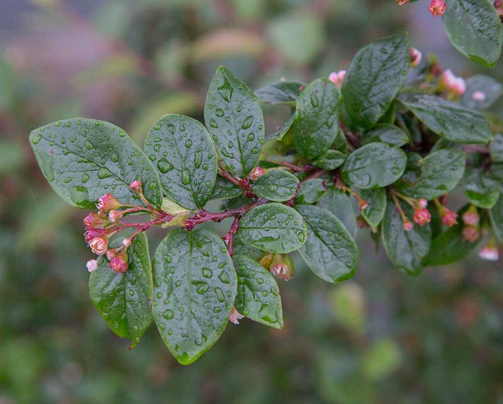 Изображение особи Cotoneaster lucidus.