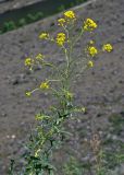 Sisymbrium loeselii