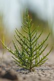 Salicornia perennans. Вегетирующее растение. Ростовская обл., Азовский р-н, окр. пос. Беловодье, пересохший заилено-песчаный берег. 02.08.2015.