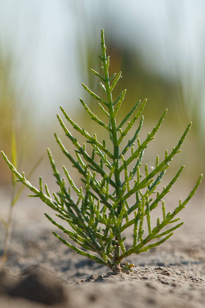 Image of Salicornia perennans specimen.