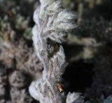 Tiquilia paronychioides