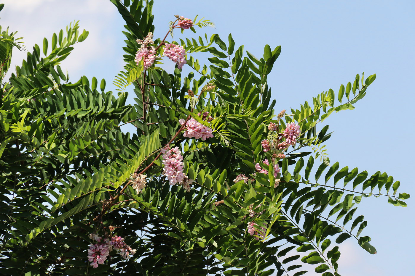 Image of Robinia viscosa specimen.