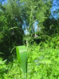 Milium effusum. Верхушка побега с соцветием. Окр. Томска, лесной луг. 17.06.2010.