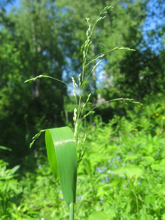 Image of Milium effusum specimen.