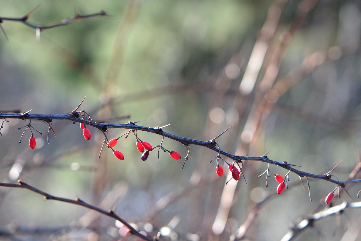 Изображение особи Berberis thunbergii.