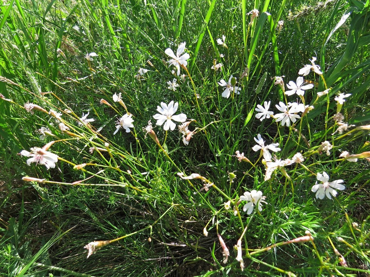 Image of Silene acutidentata specimen.