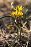 Gagea afghanica