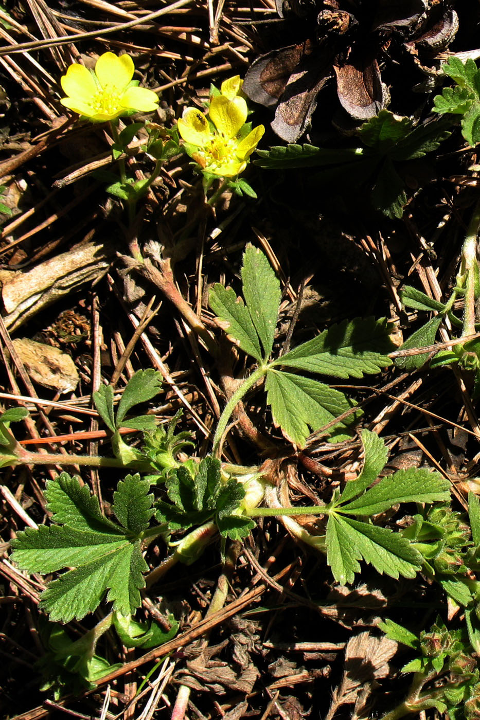 Изображение особи Potentilla incana.