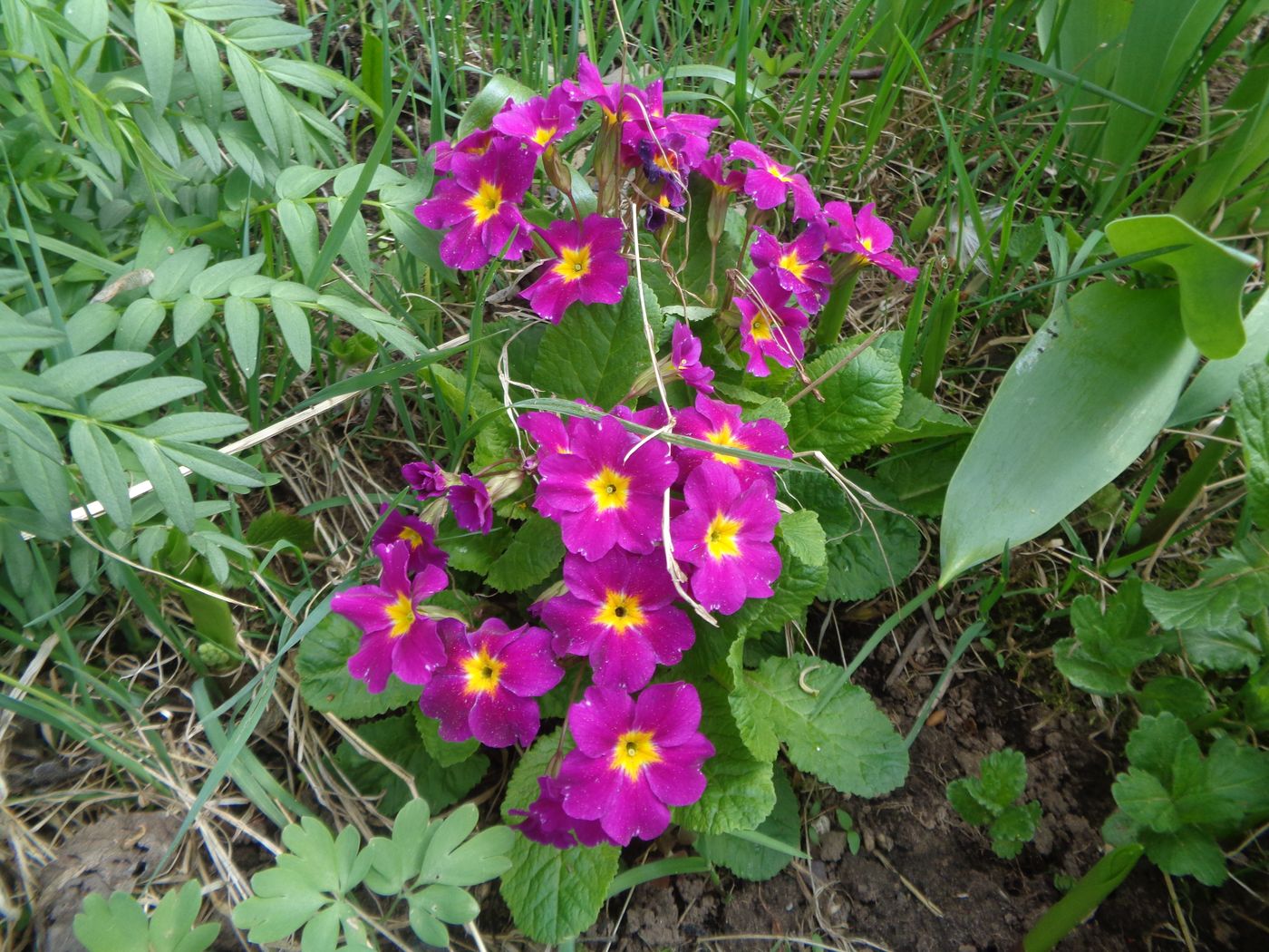 Image of Primula &times; polyantha specimen.