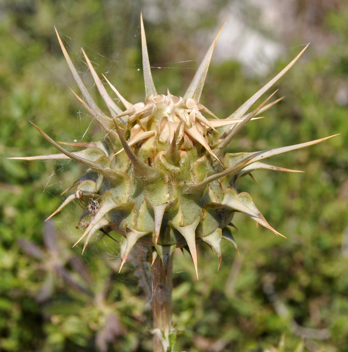 Image of Cynara cornigera specimen.