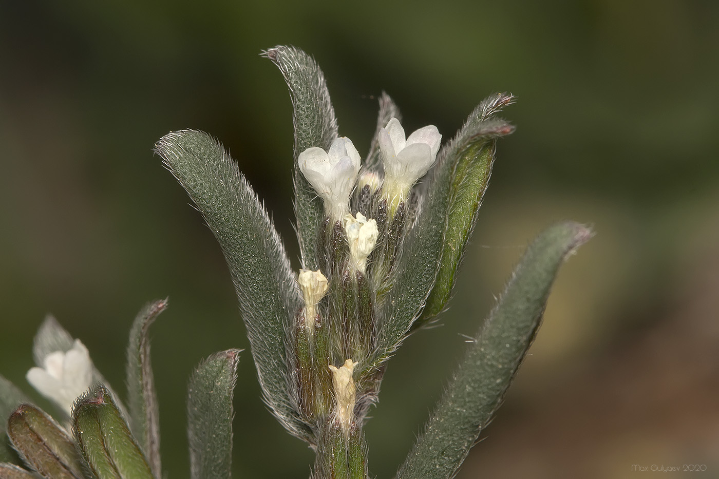 Image of Buglossoides arvensis specimen.