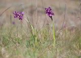 Anacamptis morio подвид caucasica. Цветущие растения. Краснодарский край, Крымский р-н, окр. станицы Гладковская, грязевой вулкан Гладковские сопки, край сопочного поля, среди группы злаков. 25.04.2020.