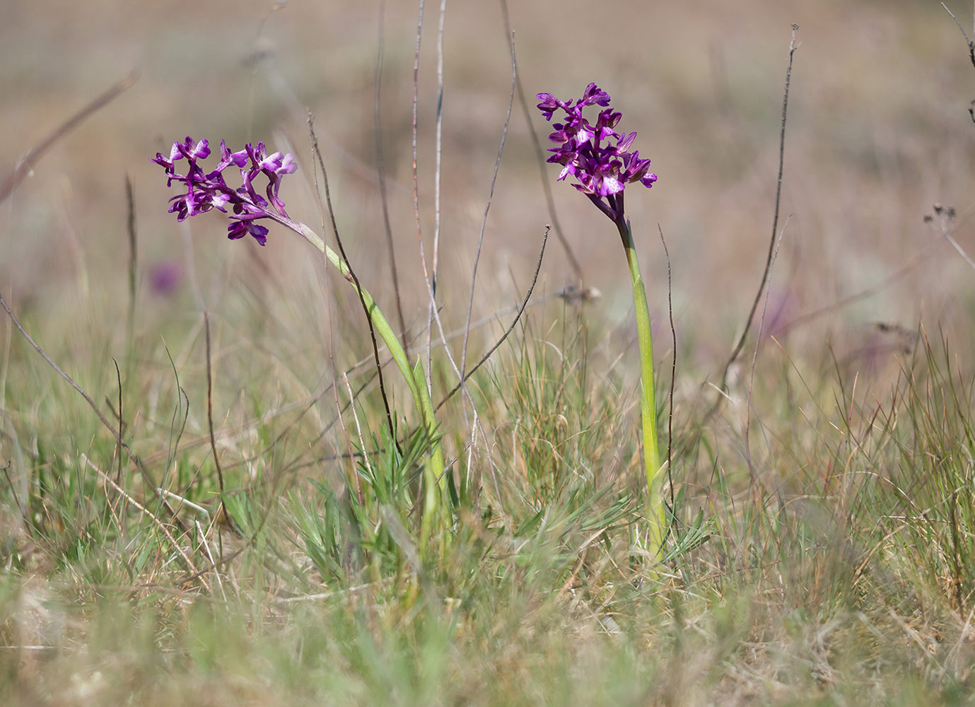 Image of Anacamptis morio ssp. caucasica specimen.