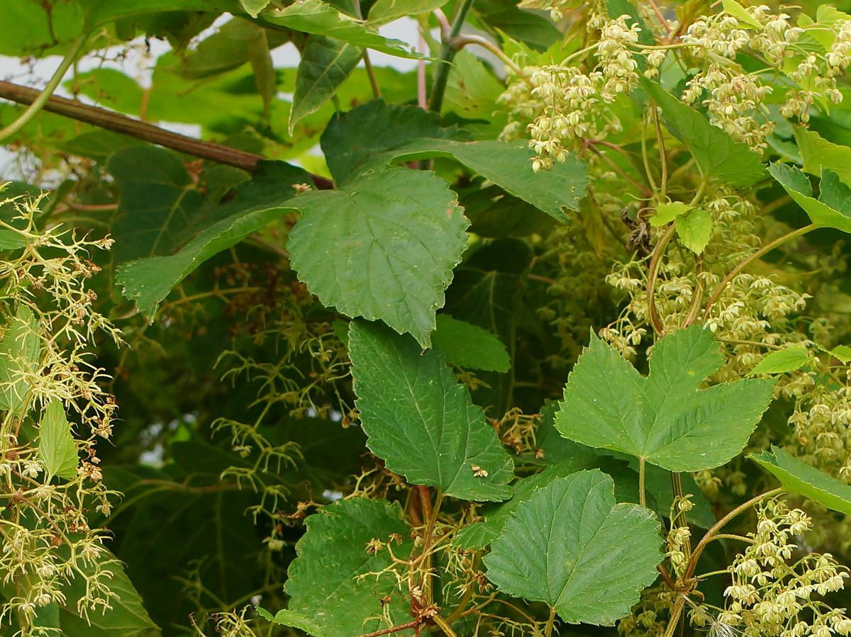 Изображение особи Humulus lupulus.