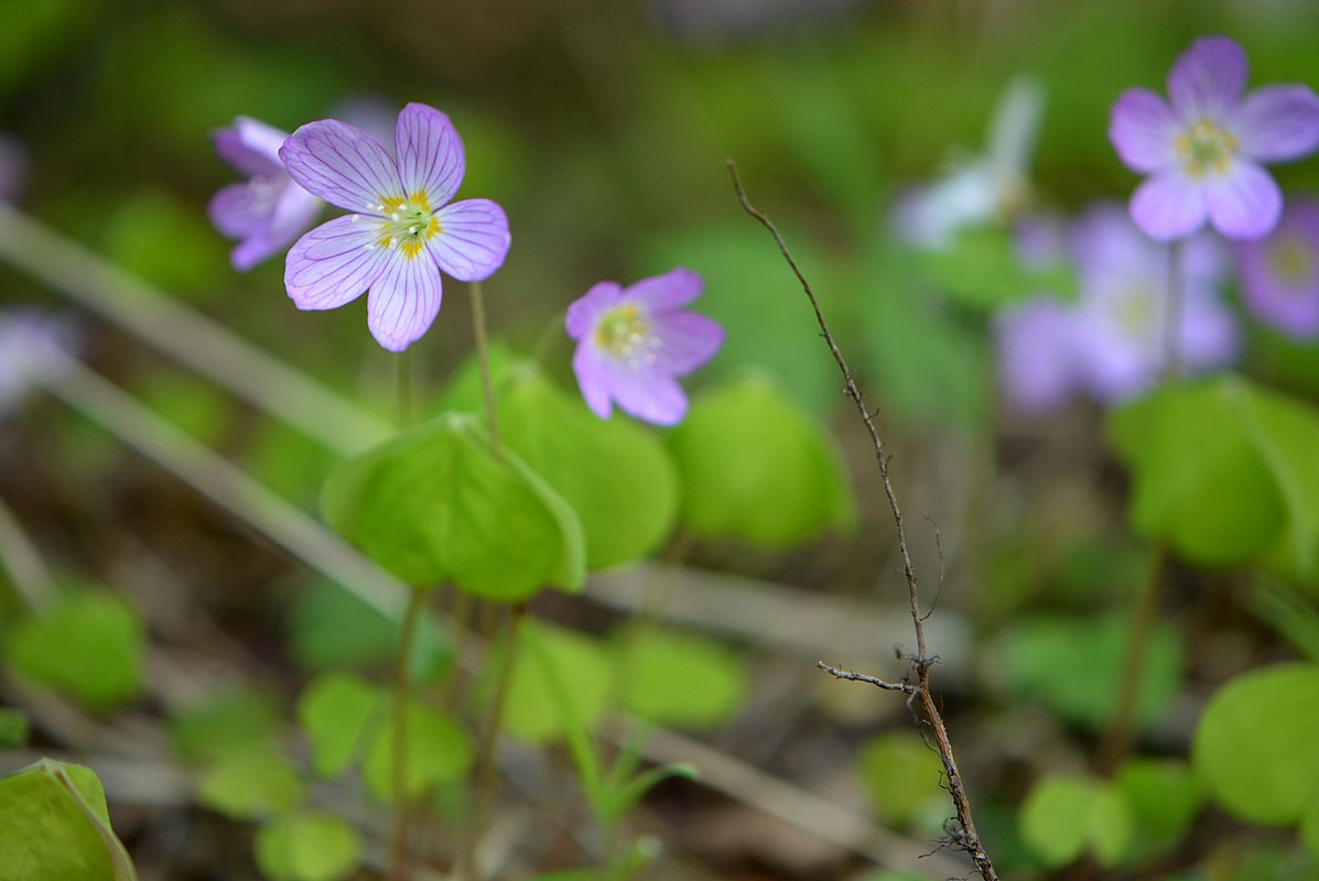 Изображение особи Oxalis acetosella.