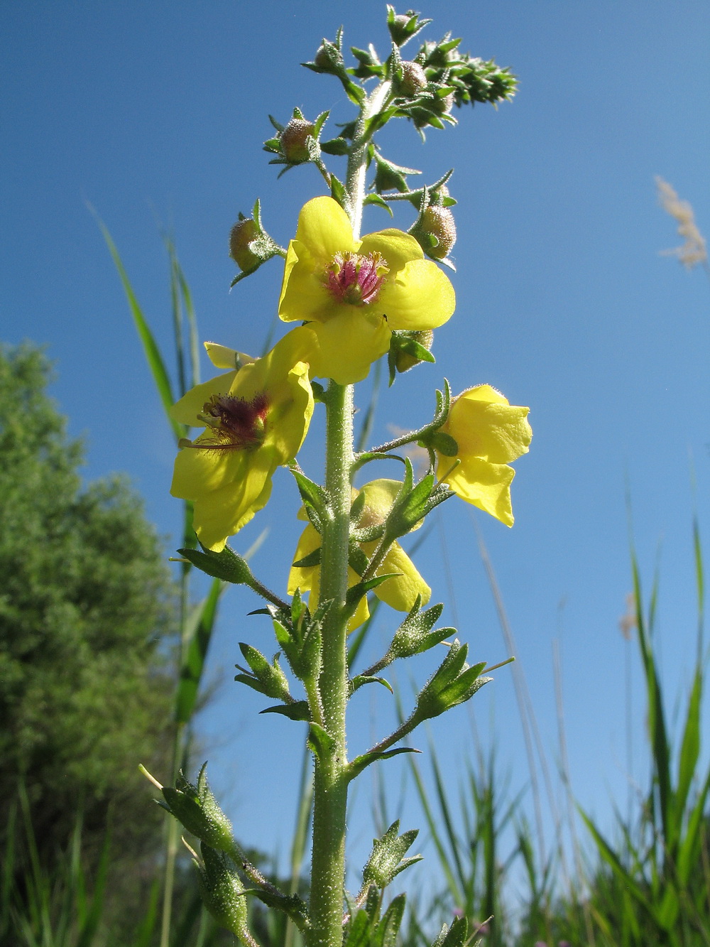 Image of Verbascum blattaria specimen.